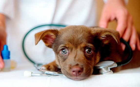 Software Veterinario