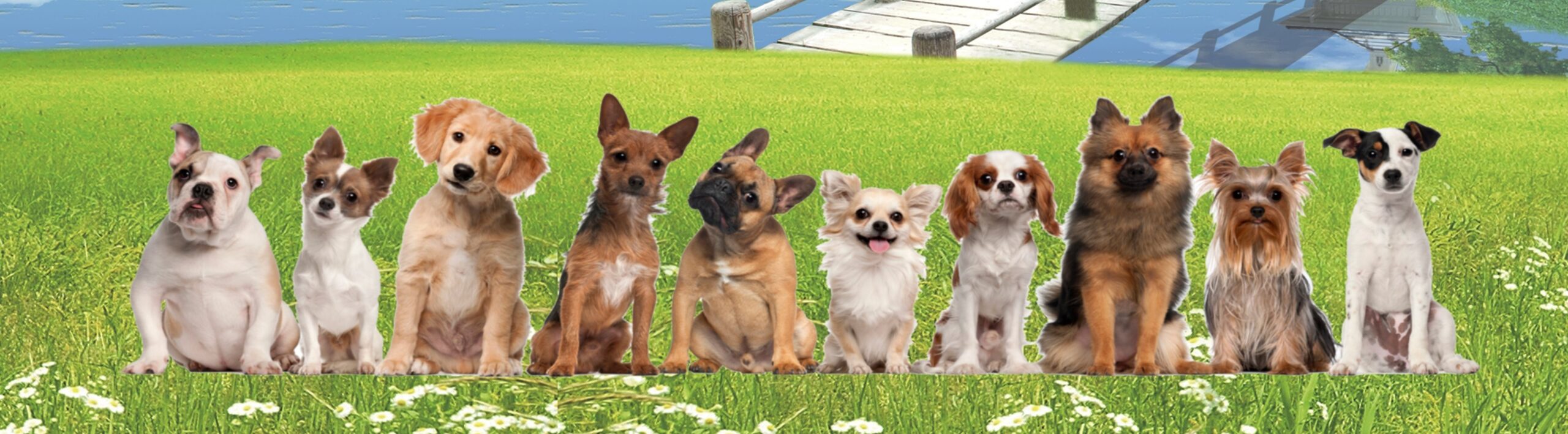 Software Veterinario